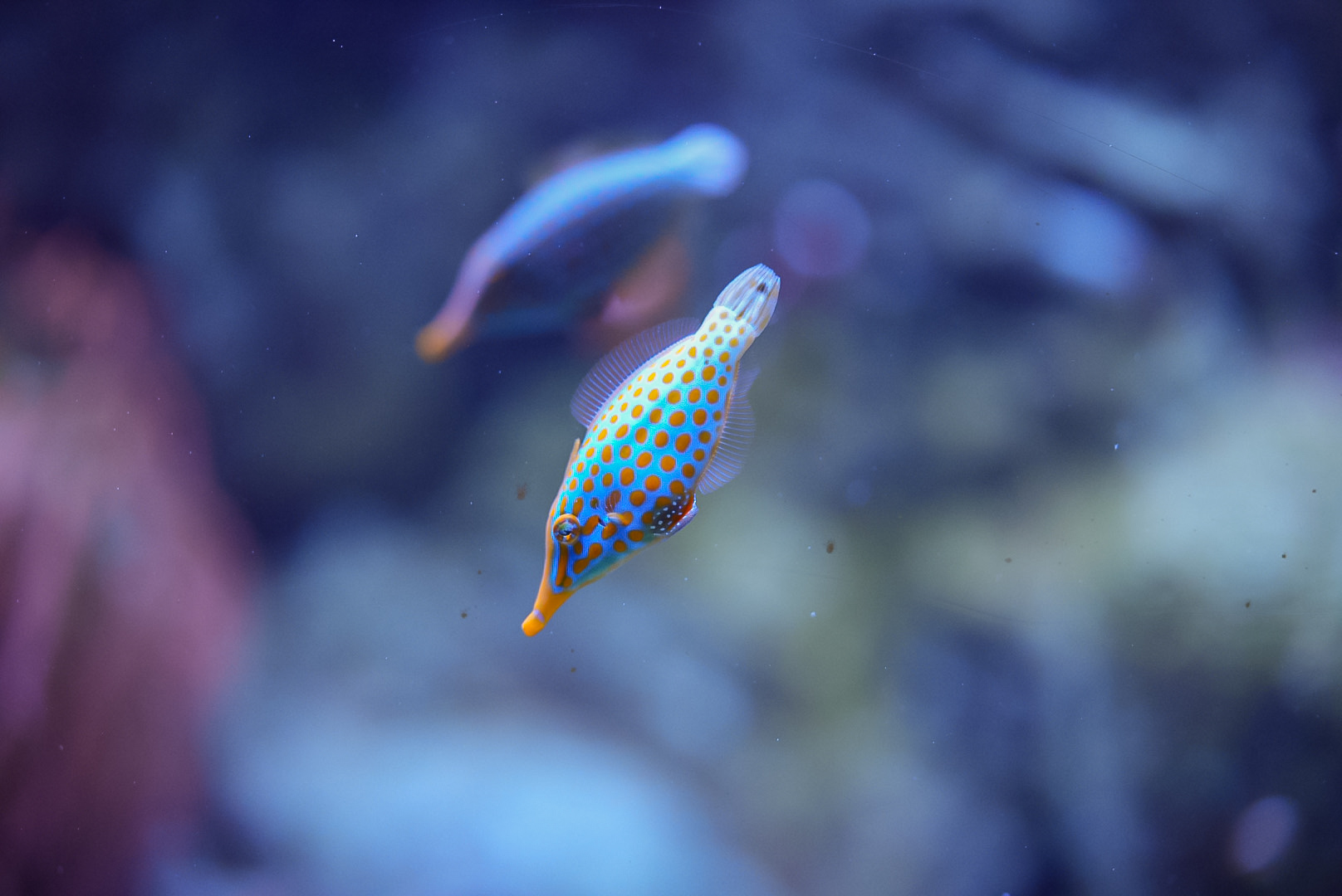 Orange-spotted Filefish