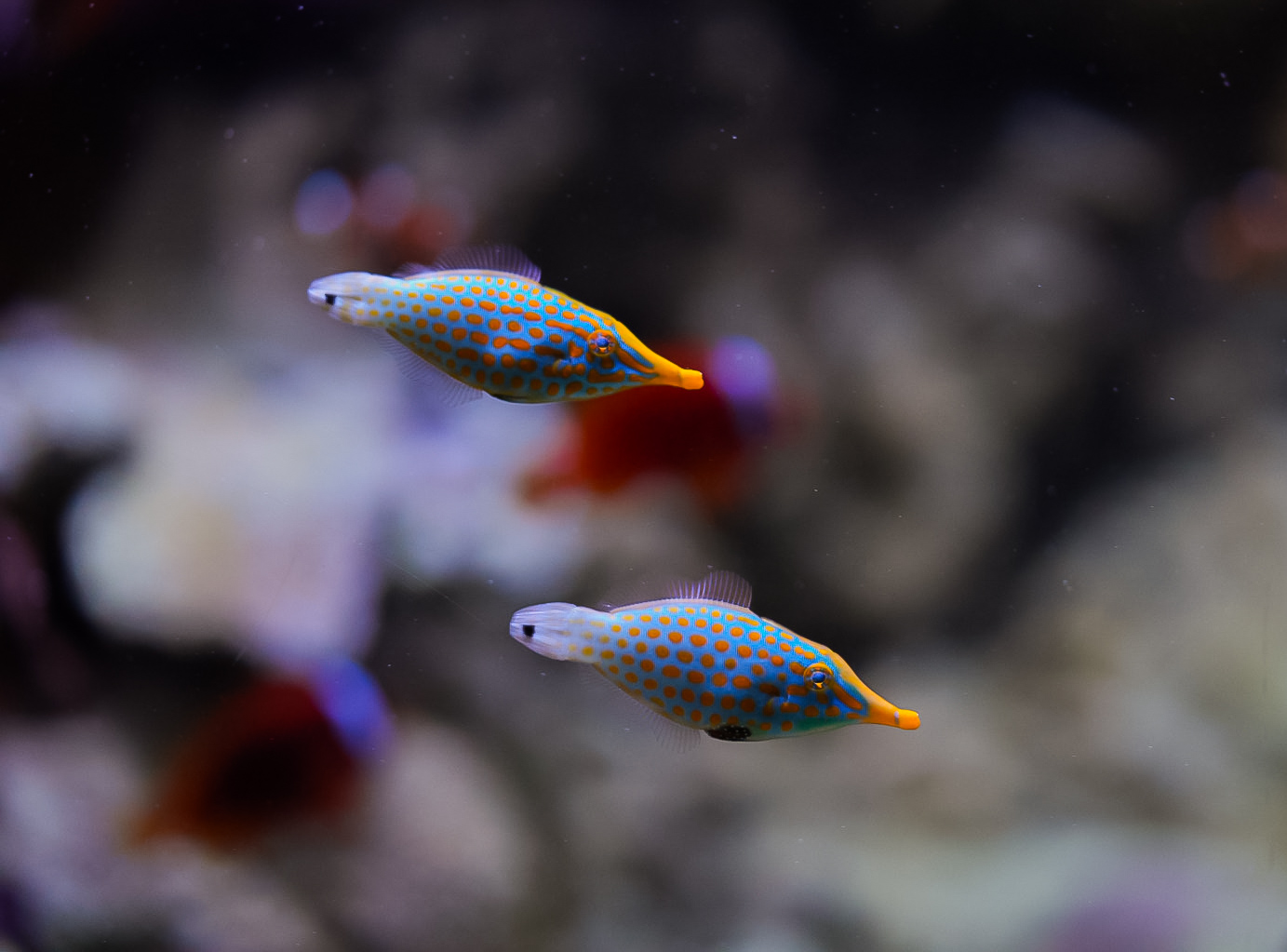 Orange Spotted Filefishes
