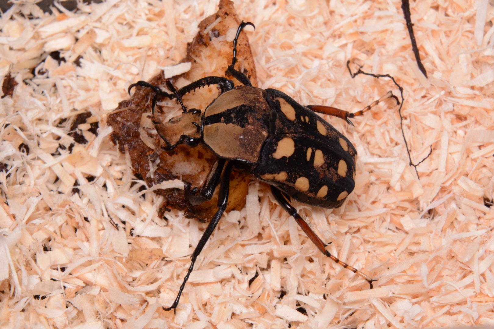 Orange-spotted fruit chafer (Mecynorhina passerinii)