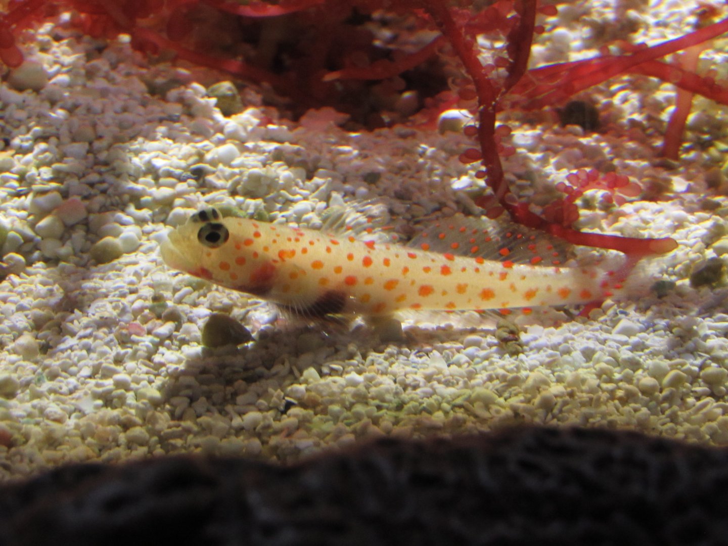 Orange Spotted Goby at Shedd Aquarium