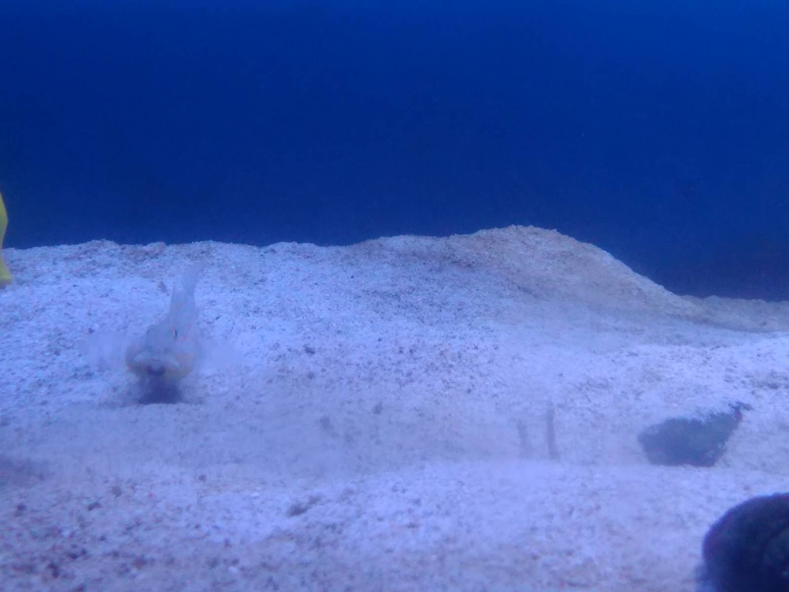 Orange Spotted Goby digging sand