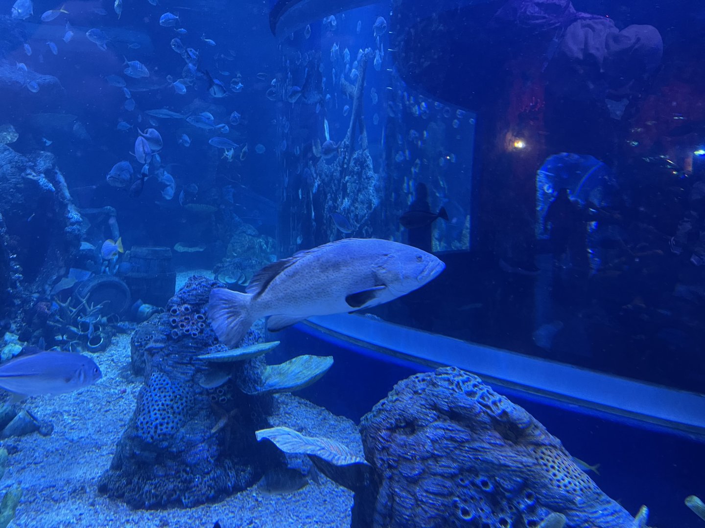 orange-spotted grouper (epinephelus coioides) - BX Sea