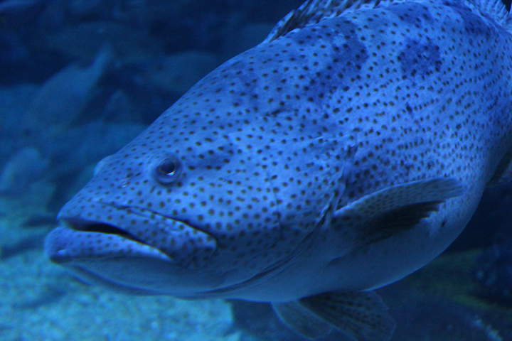 Orange-spotted grouper (Epinephelus coioides) - BXSea