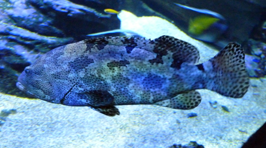 Orange-spotted grouper (Epinephelus coioides) (?)