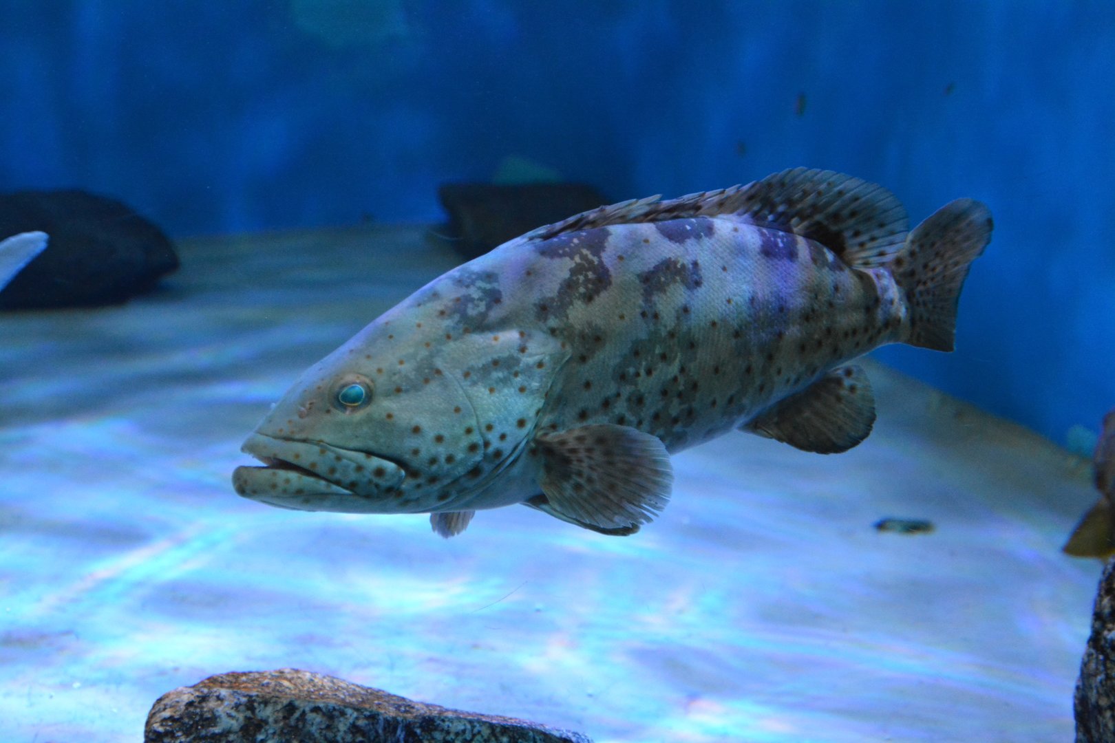 Orange-spotted grouper (Epinephelus coioides)