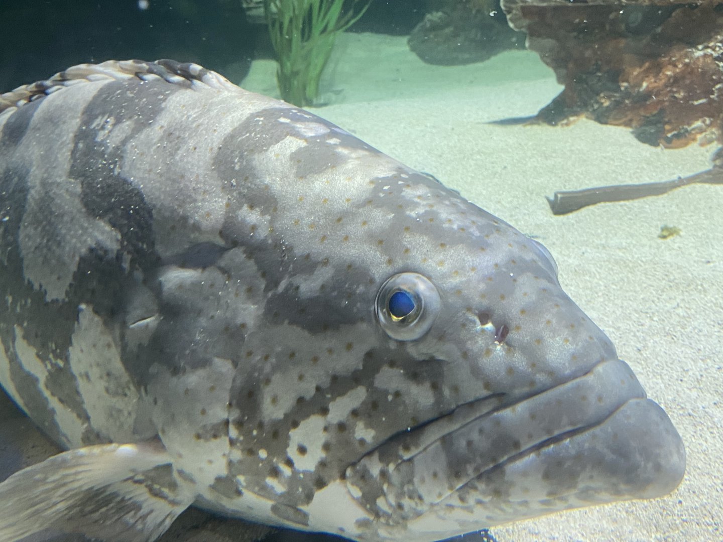 Orange-Spotted Grouper
