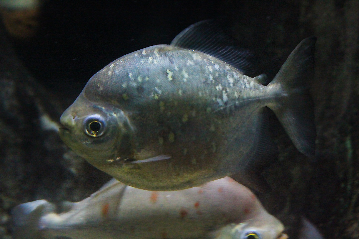 Orange-spotted myleus (Myloplus asterias) - Jawa Timur Park 1
