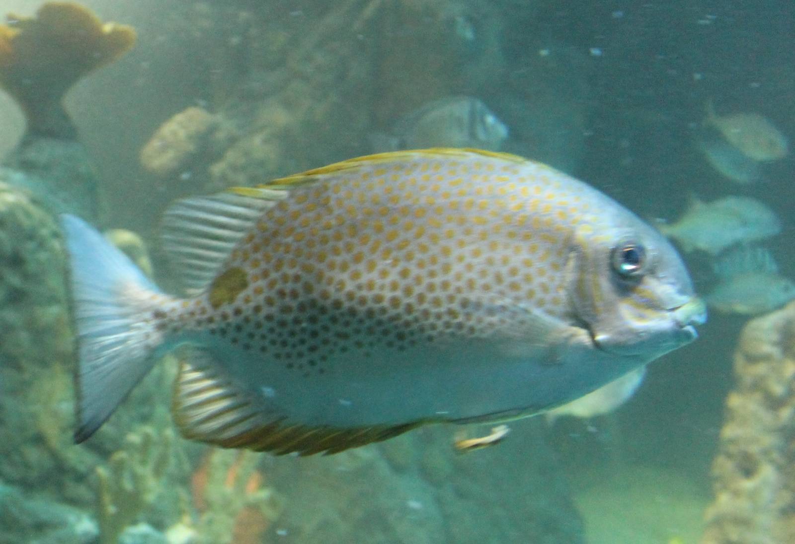 Orange-spotted rabbitfish
