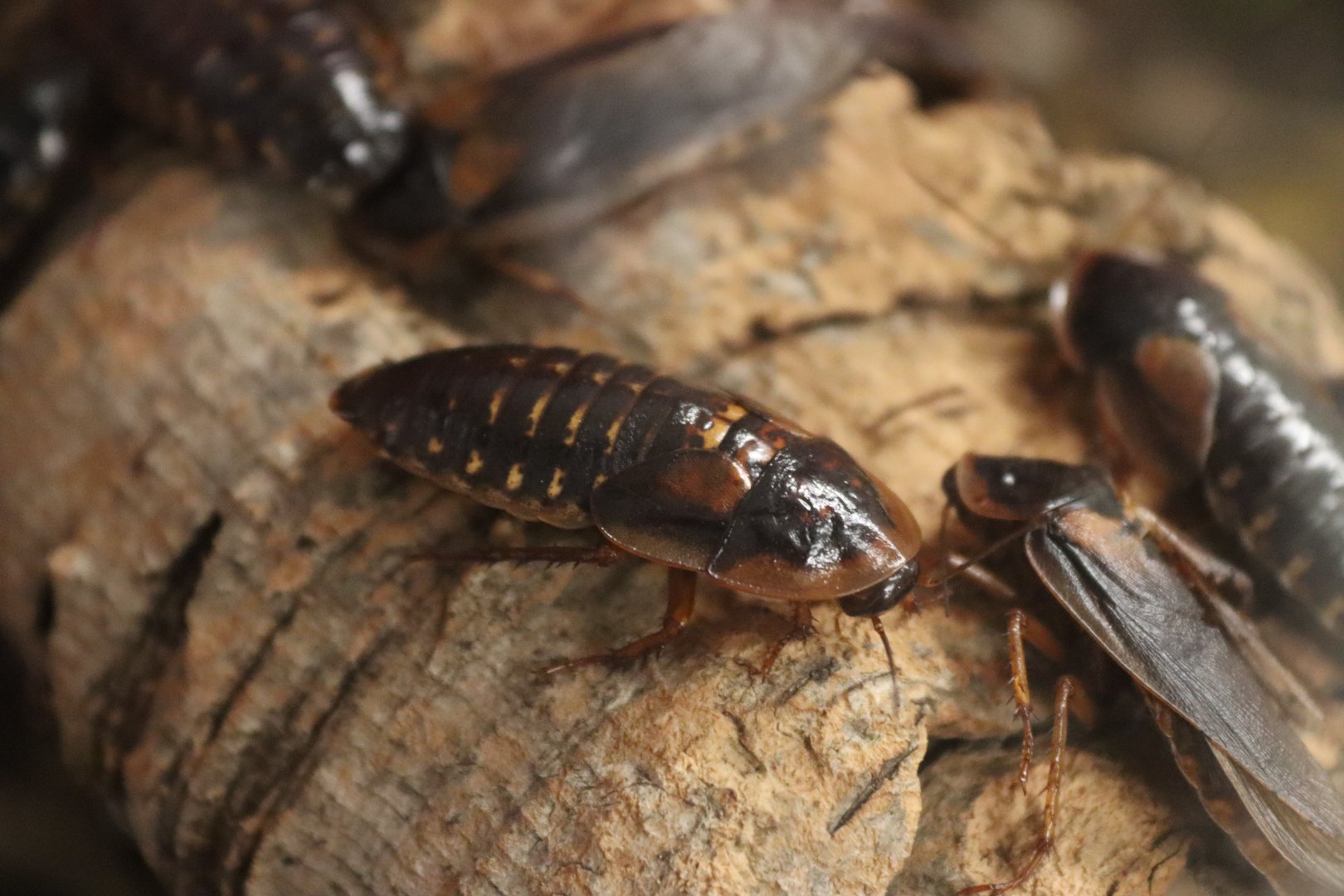 Orange-spotted roach (Blaptica dubia) BugParc, 08/2024