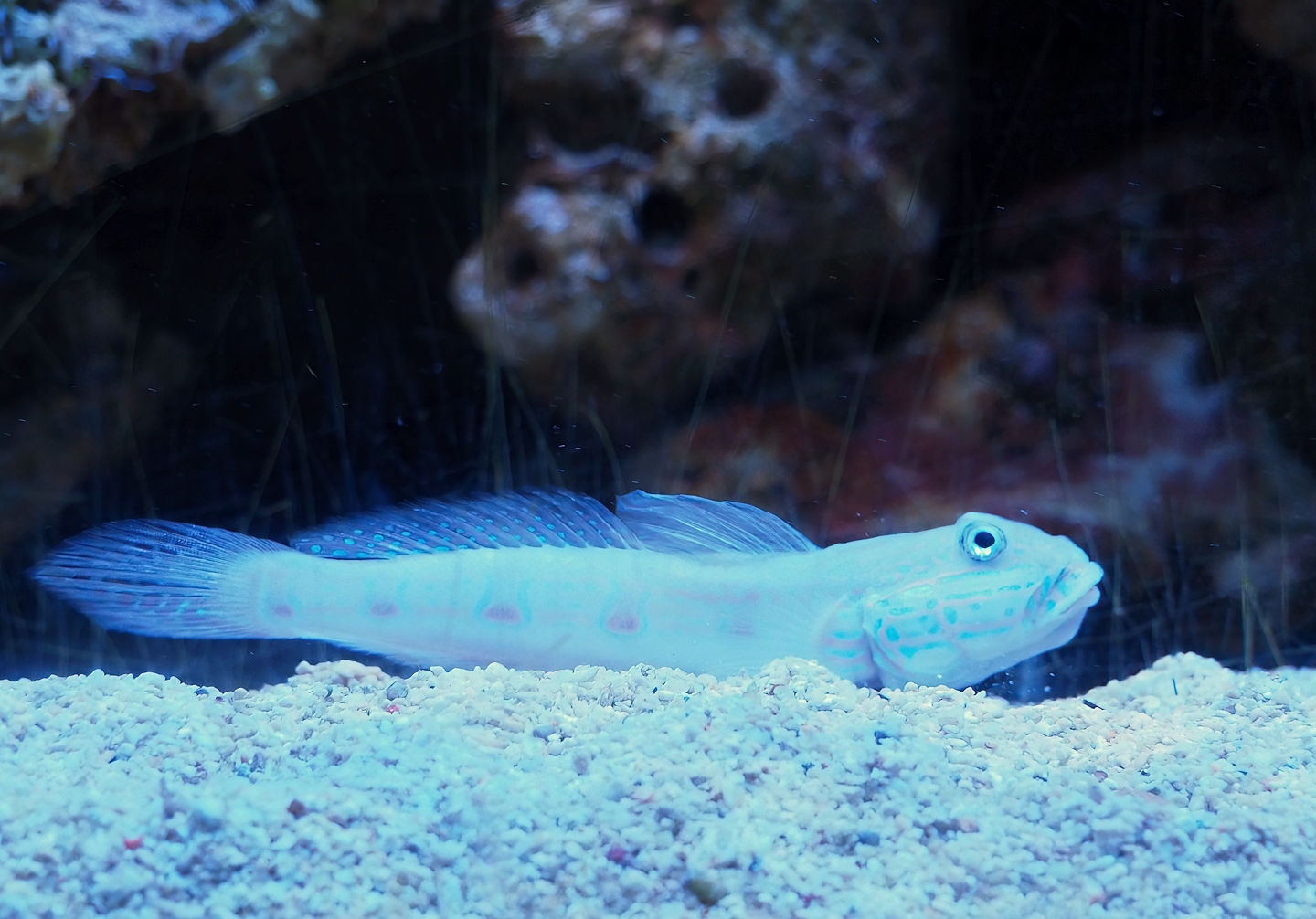 Orange-spotted sleeper-goby (Valenciennea puellaris), 2023-08-17