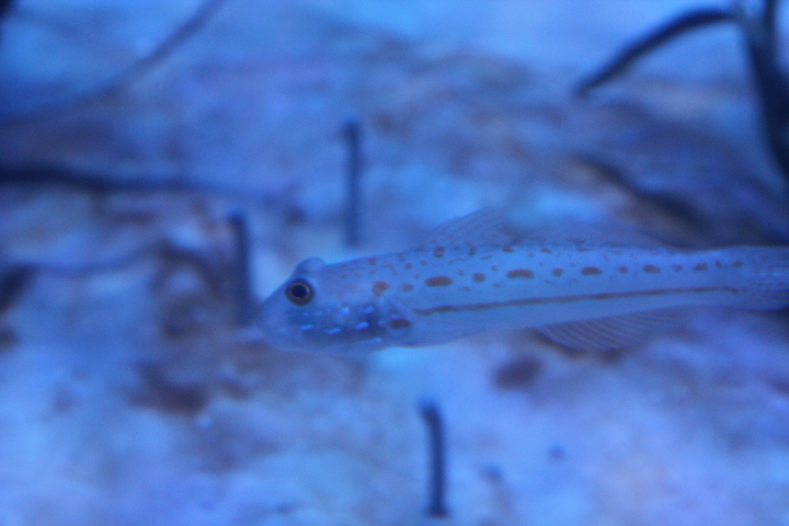 Orange-spotted sleeper-goby (Valenciennea puellaris)