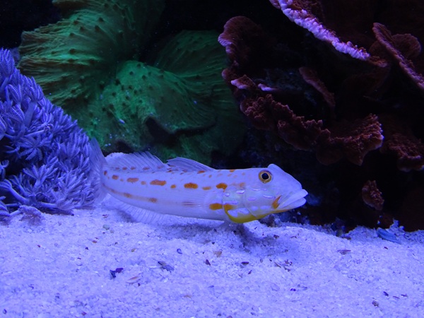 Orange-spotted sleeper-goby (Valenciennea puellaris)