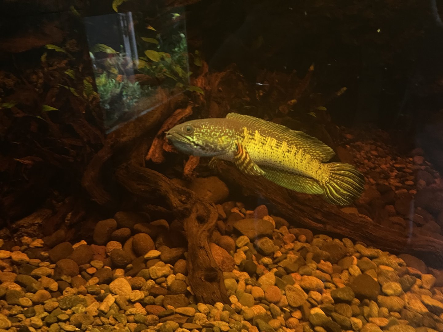 orange-spotted snakehead (channa aurantimaculata) - dunia air tawar