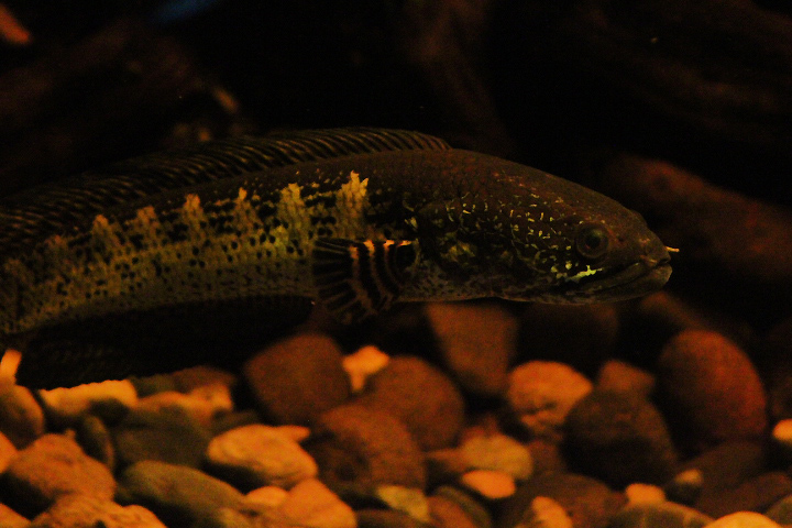 Orange-spotted snakehead (Channa aurantimaculata)