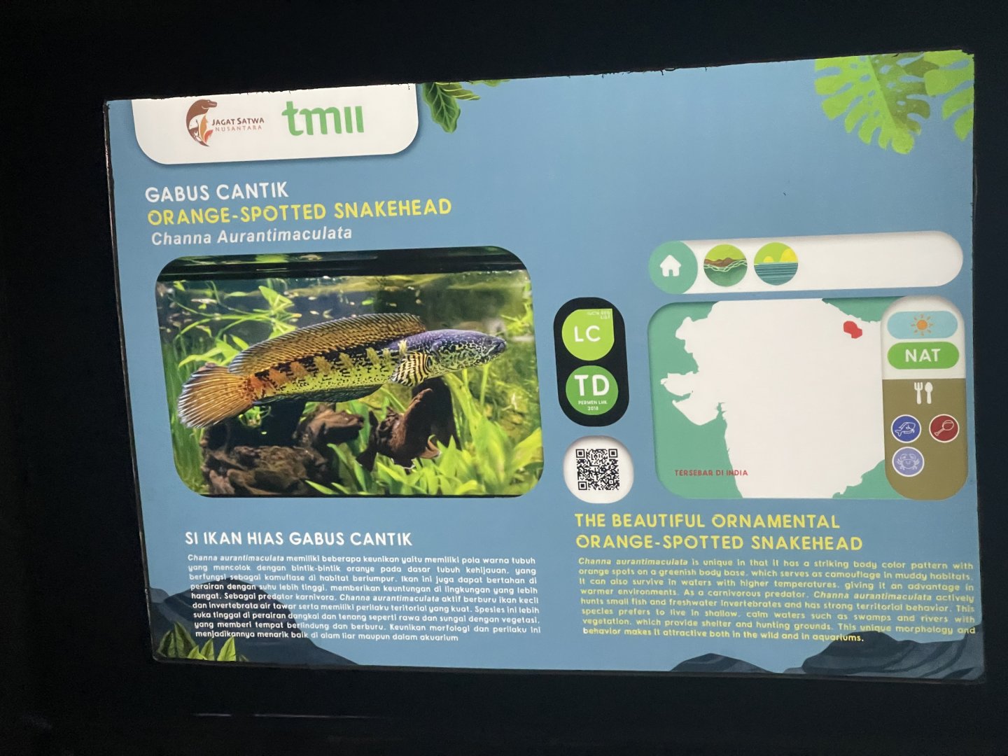 orange-spotted snakehead signage (1) - dunia air tawar