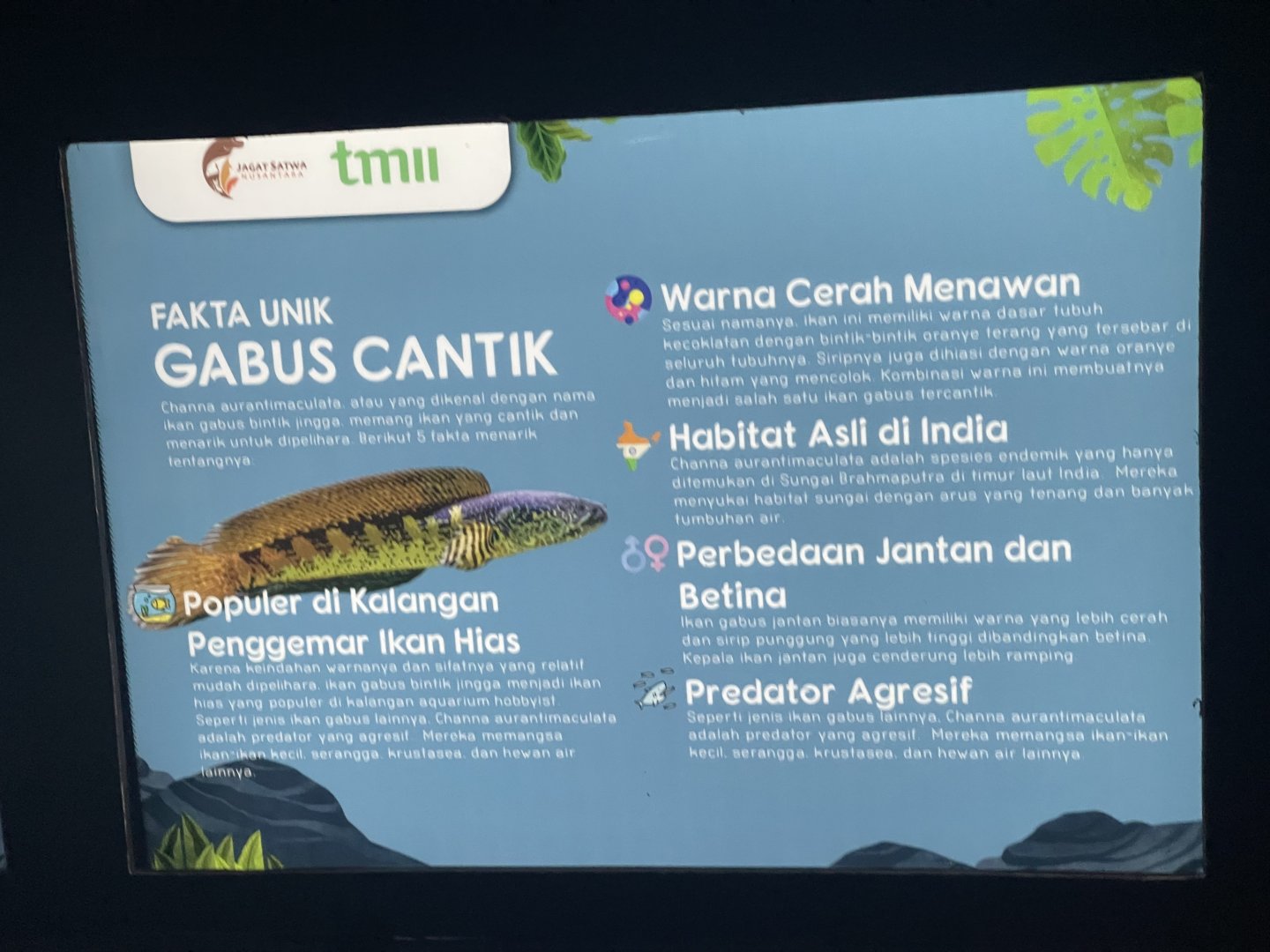 orange-spotted snakehead signage (2) - dunia air tawar