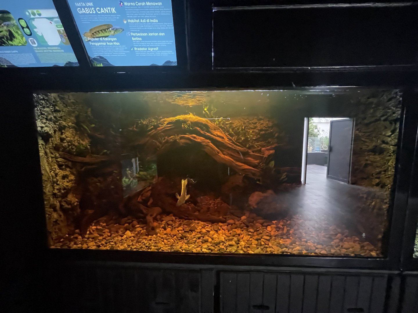 orange-spotted snakehead tank - dunia air tawar