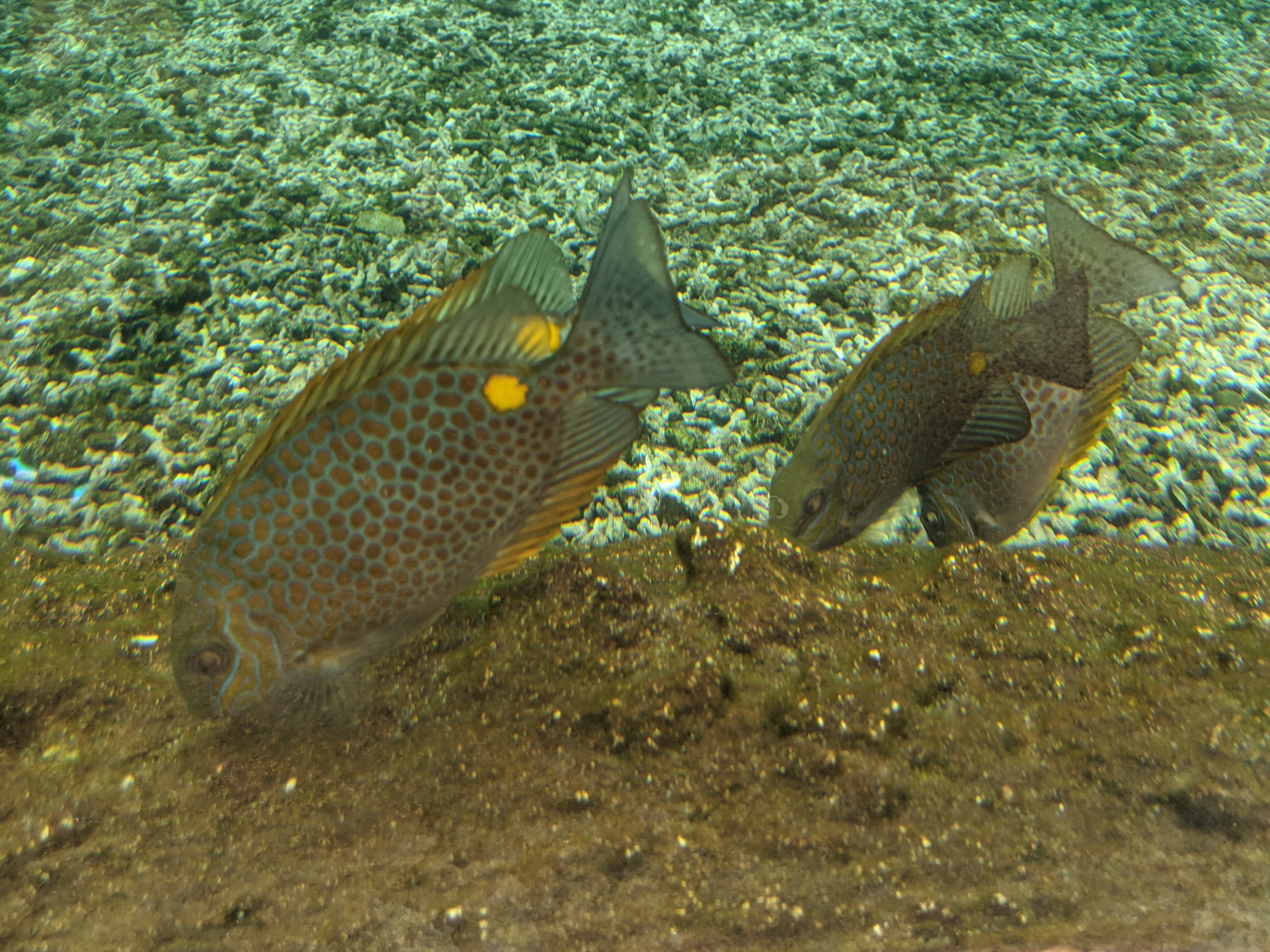 Orange-spotted Spinefoot - Ocean World (Guangzhou)