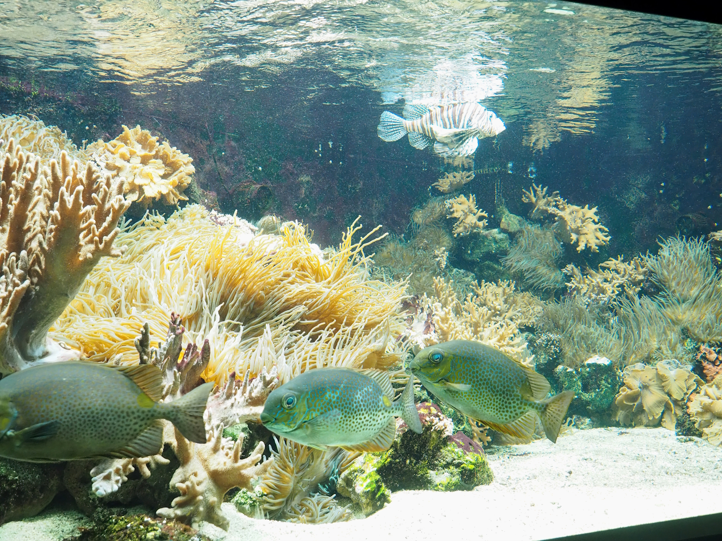 Orange-spotted spinefoot, Red lionfish and Sea anemone tank, 2023-08-17