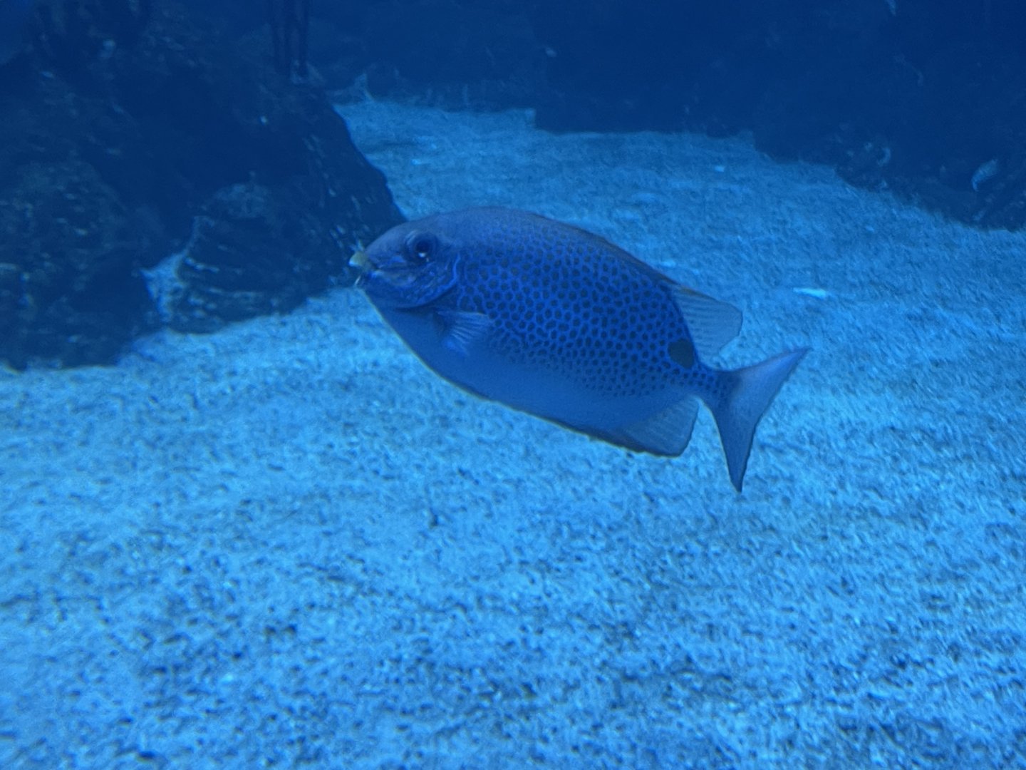 orange-spotted spinefoot (siganus guttatus) (1)