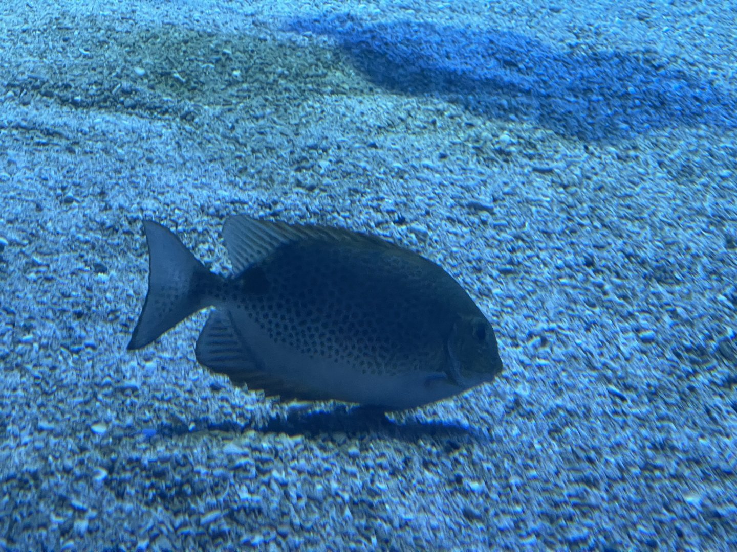 orange-spotted spinefoot (siganus guttatus) (2)