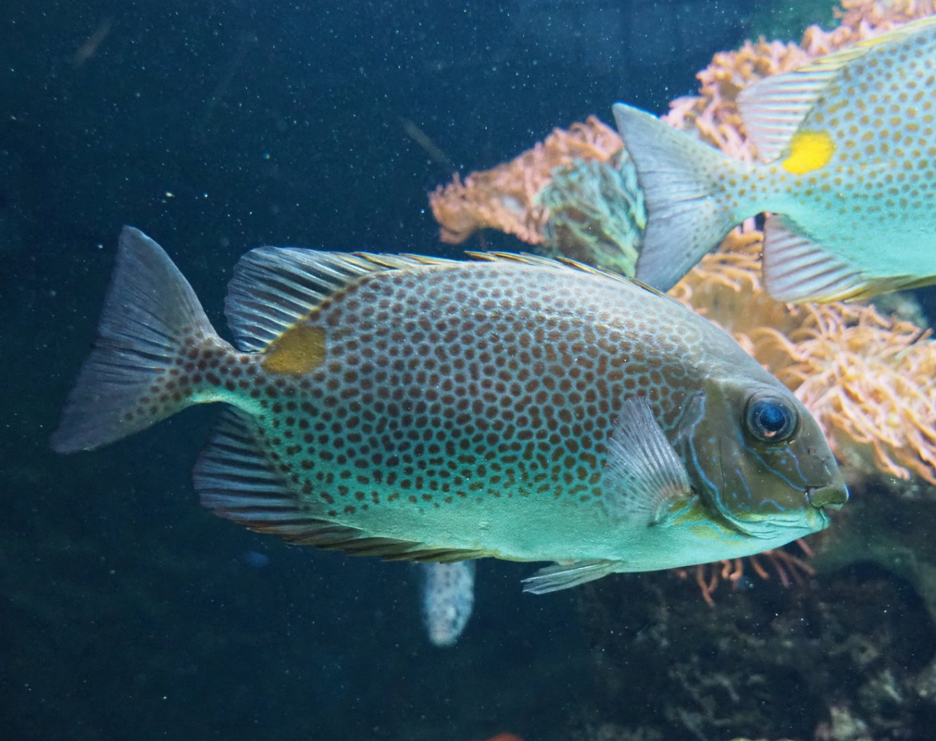 Orange-spotted spinefoot (Siganus guttatus), 2019-12-30