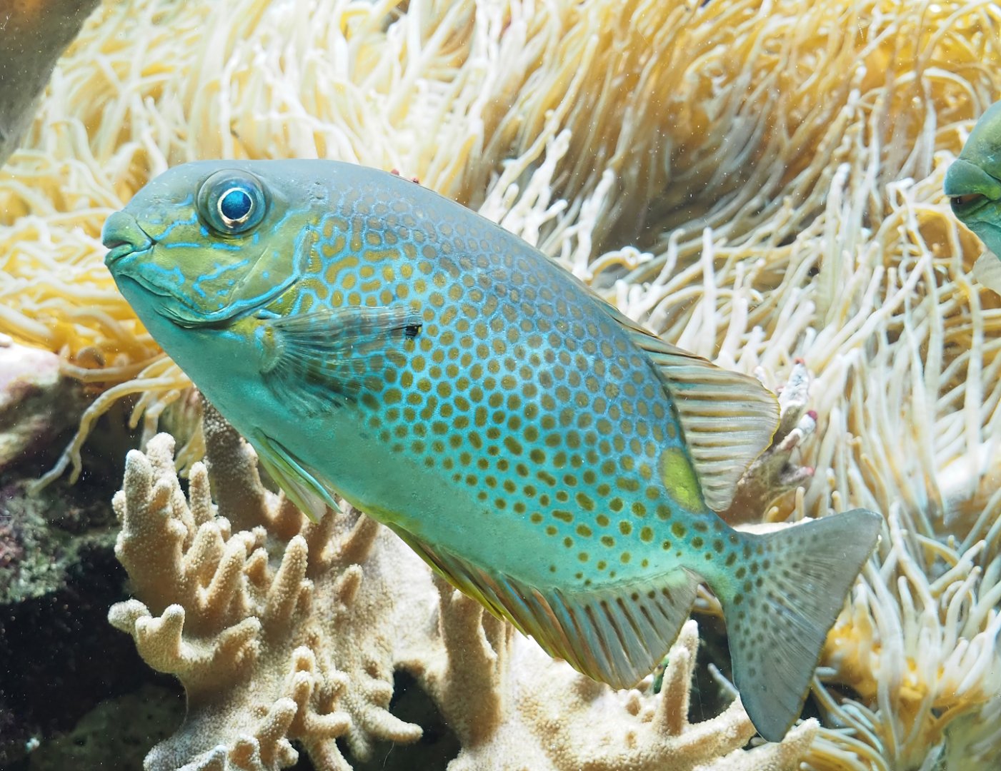 Orange-spotted spinefoot (Siganus guttatus), 2023-08-17