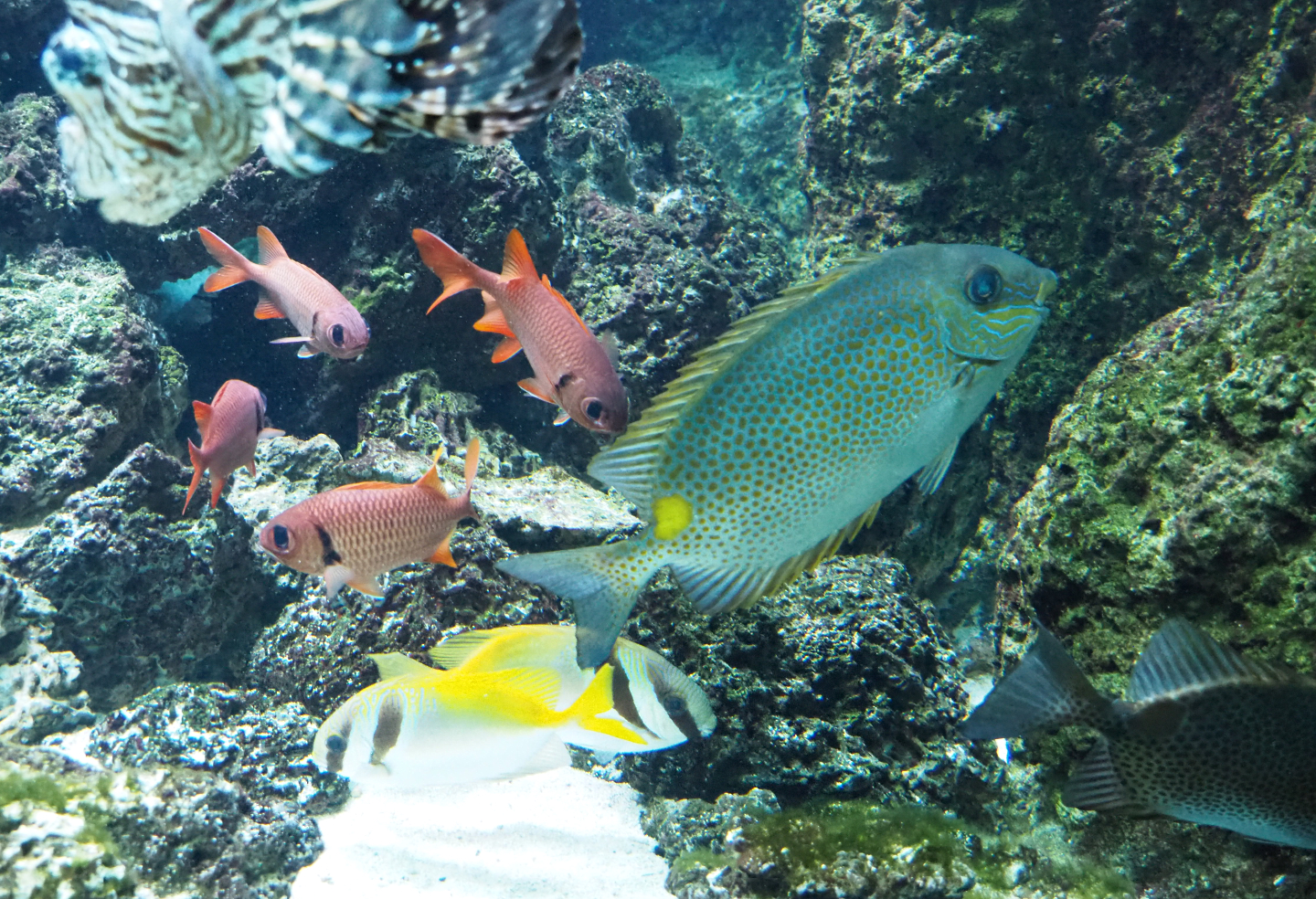 Orange-spotted Spinefoot (Siganus guttatus), Pinecone soldierfish (Myripristis murdjan) and Barhead spinefoot (Siganus virgatus), 2020-06-28