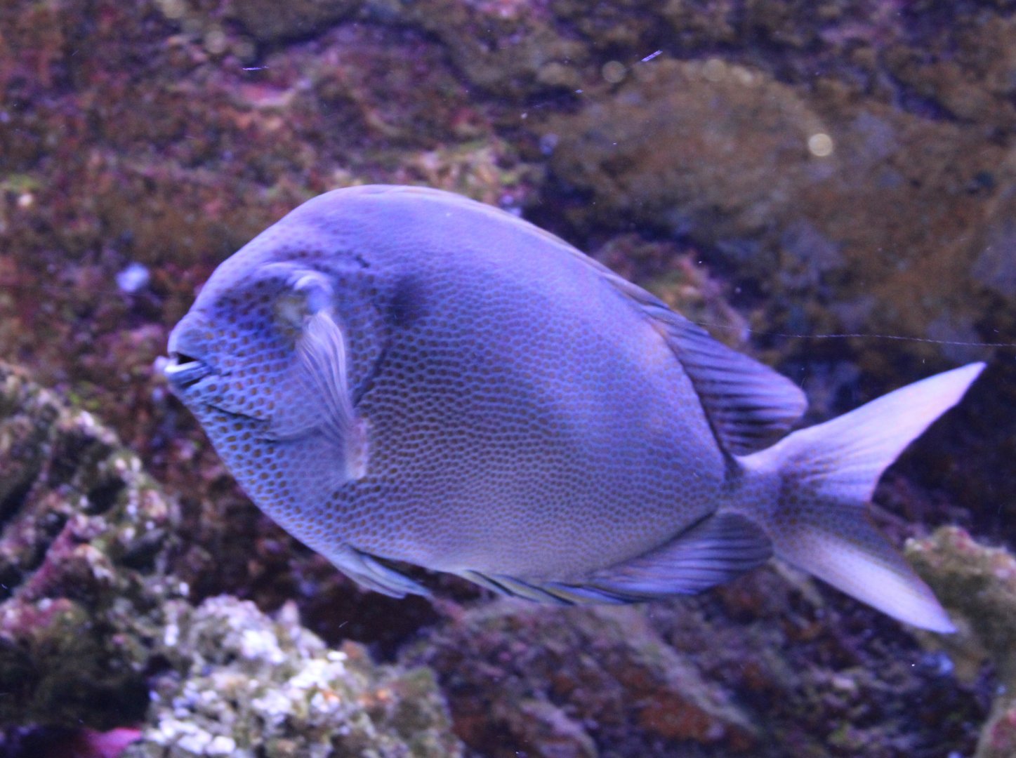 Orange-spotted spinefoot - Siganus guttatus