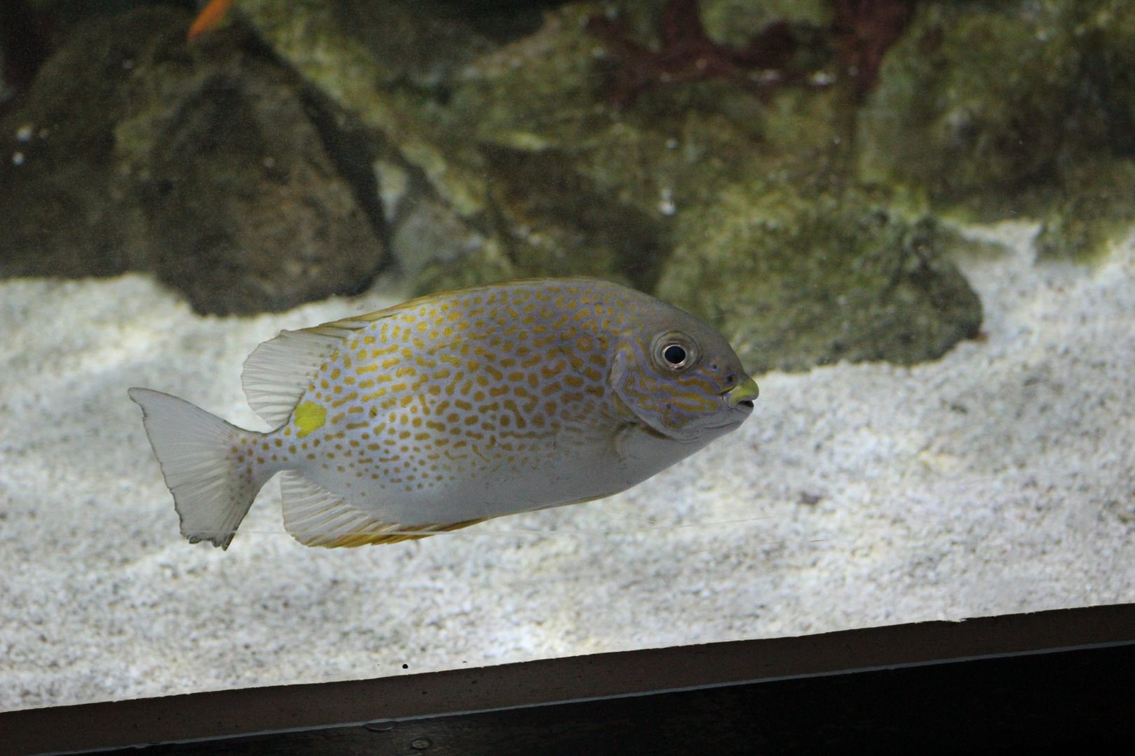 Orange-Spotted Spinefoot