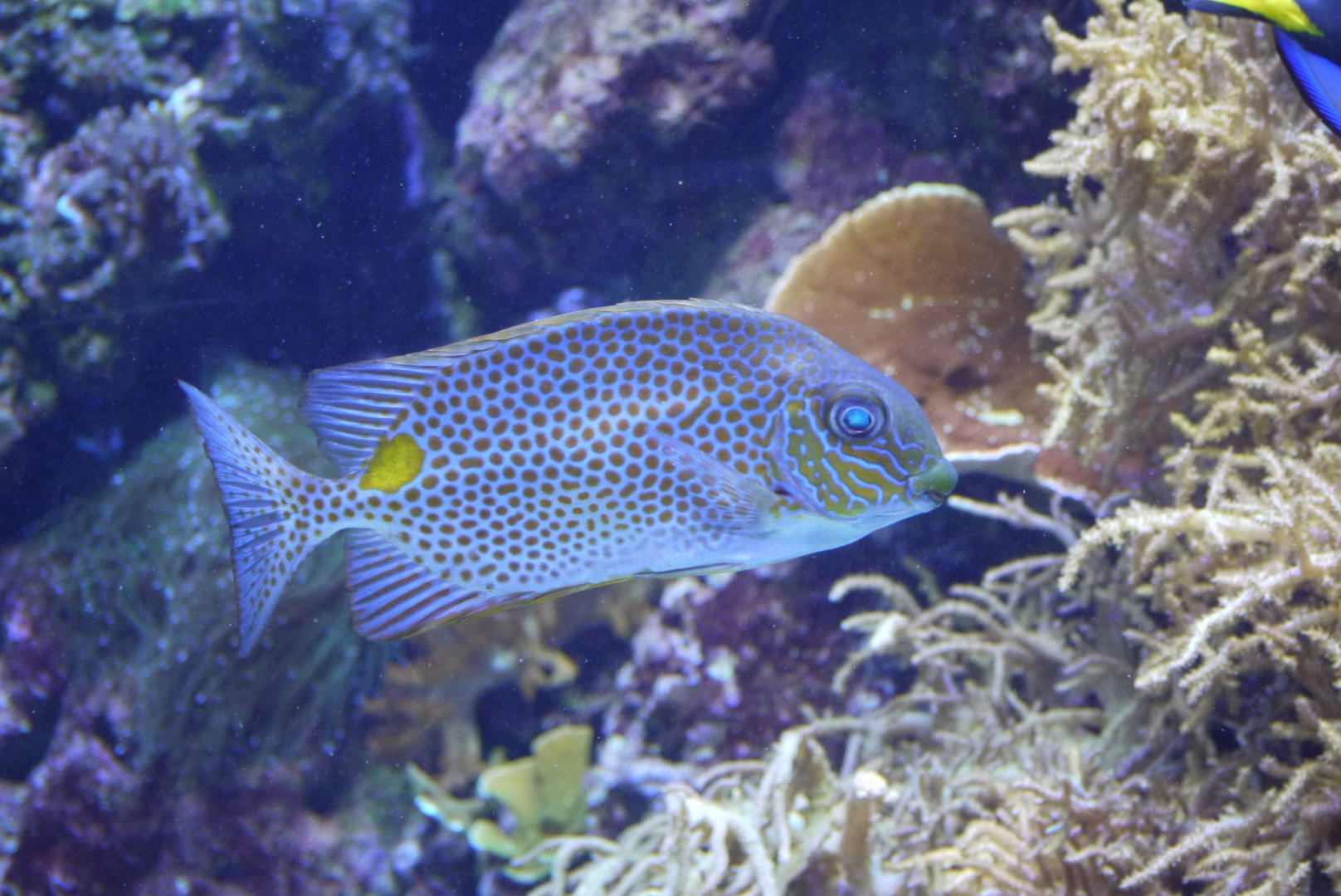 Orange-Spotted Spinefoot