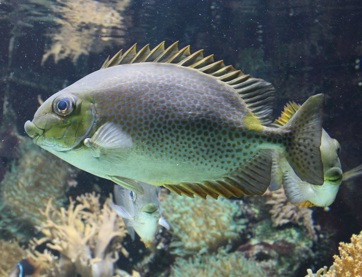 Orange-spotted spinefoot