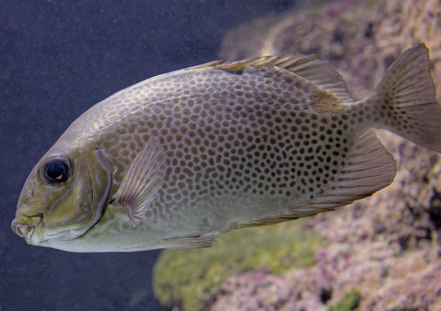 Orange-spotted spinefoot