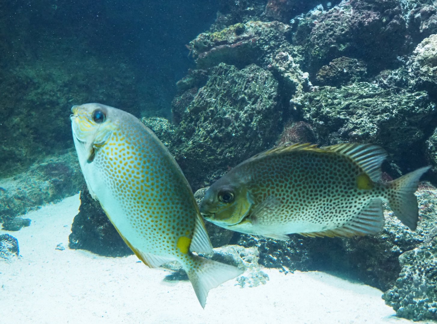 Orange-spotted spinefoots (Siganus guttatus), 2019-04-20