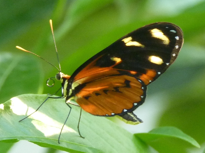 Orange-spotted tiger clearwing (Mechanitis polymnia)