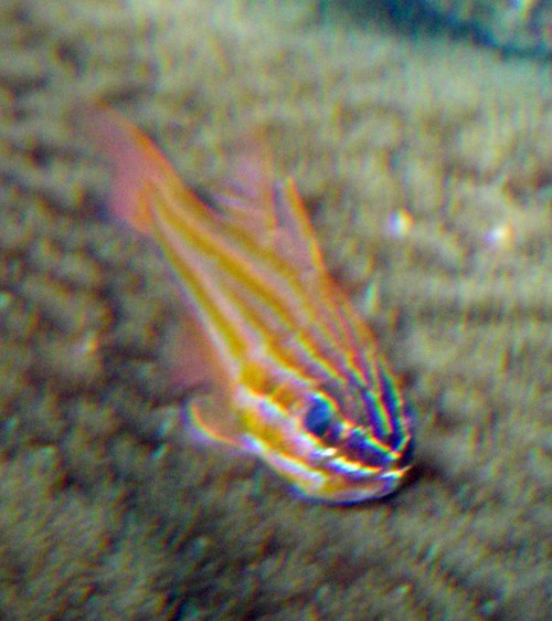 Orange-striped Cardinalfish (Apogon cyanosoma)