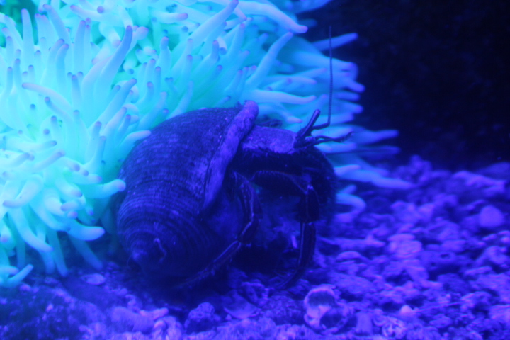 Orange-striped hermit crab (Clibanarius infraspinatus) - BXSea