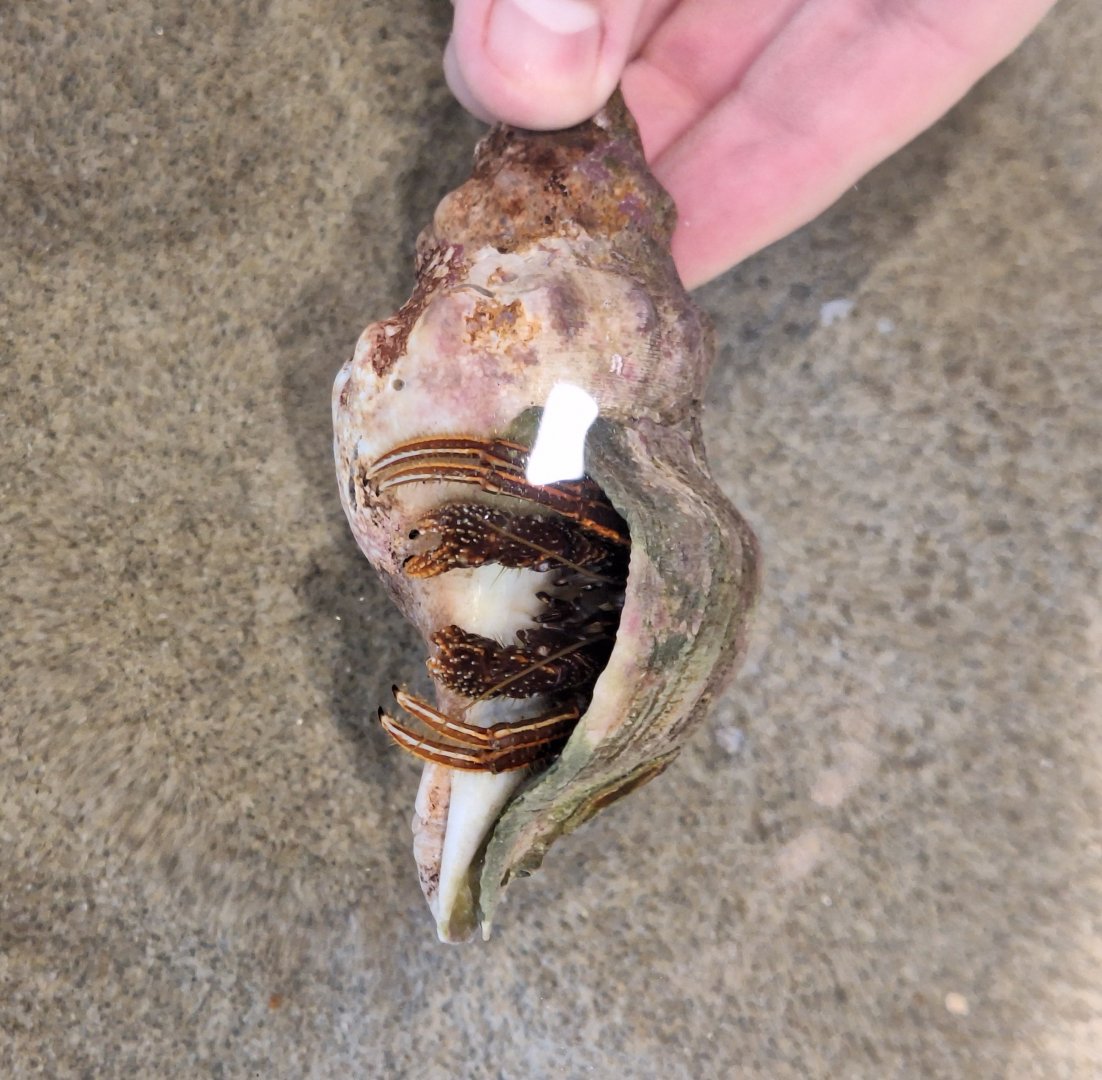 Orange-striped Hermit Crab (Clibanarius infraspinatus) - Uozu Aquarium