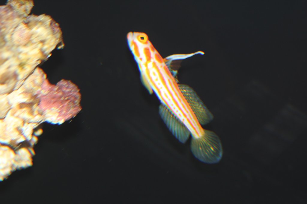Orange-striped Shrimp Goby (Stonogobiops yasha)
