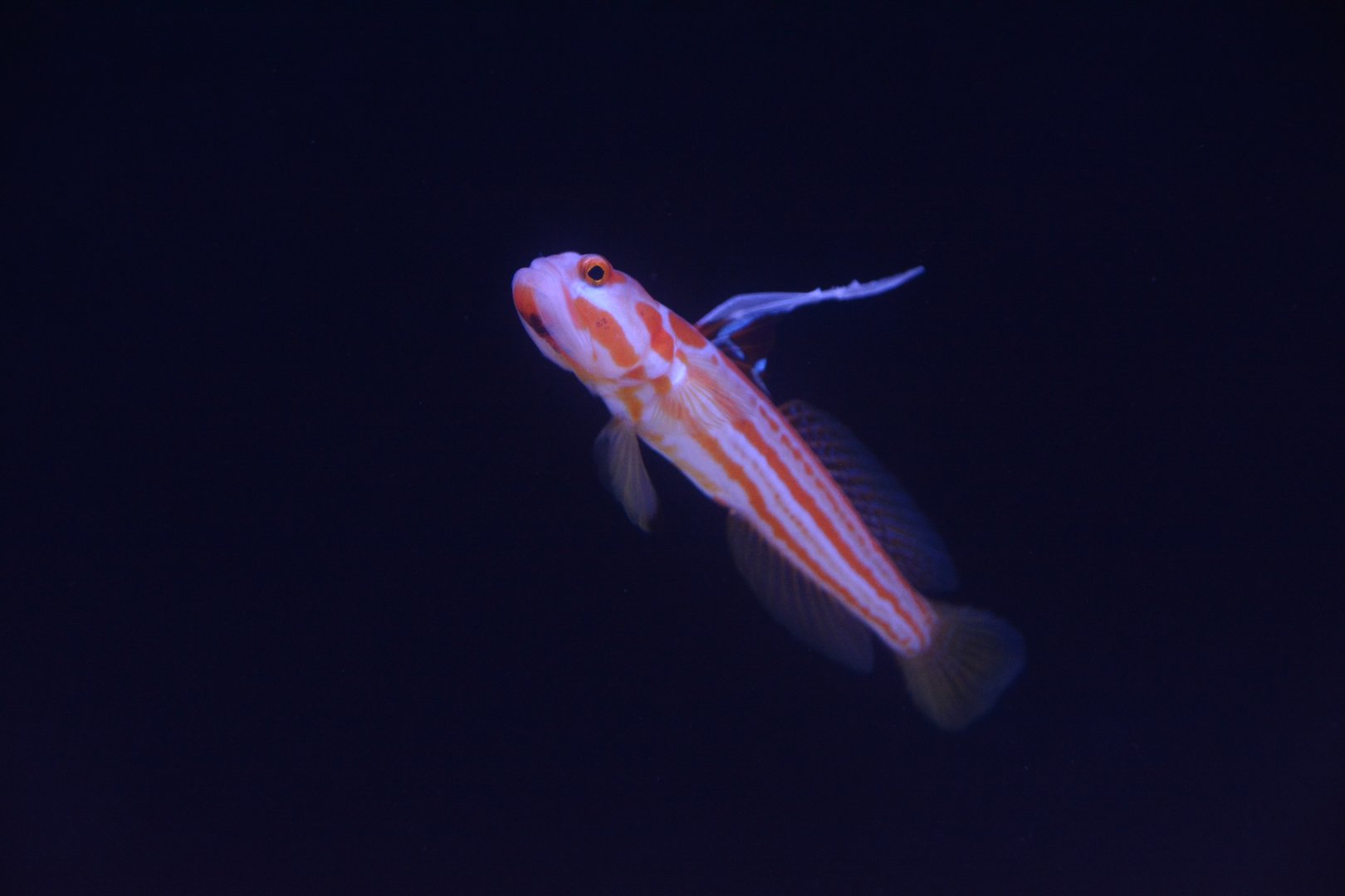 Orange-striped shrimpgoby (Stonogobiops yasha)