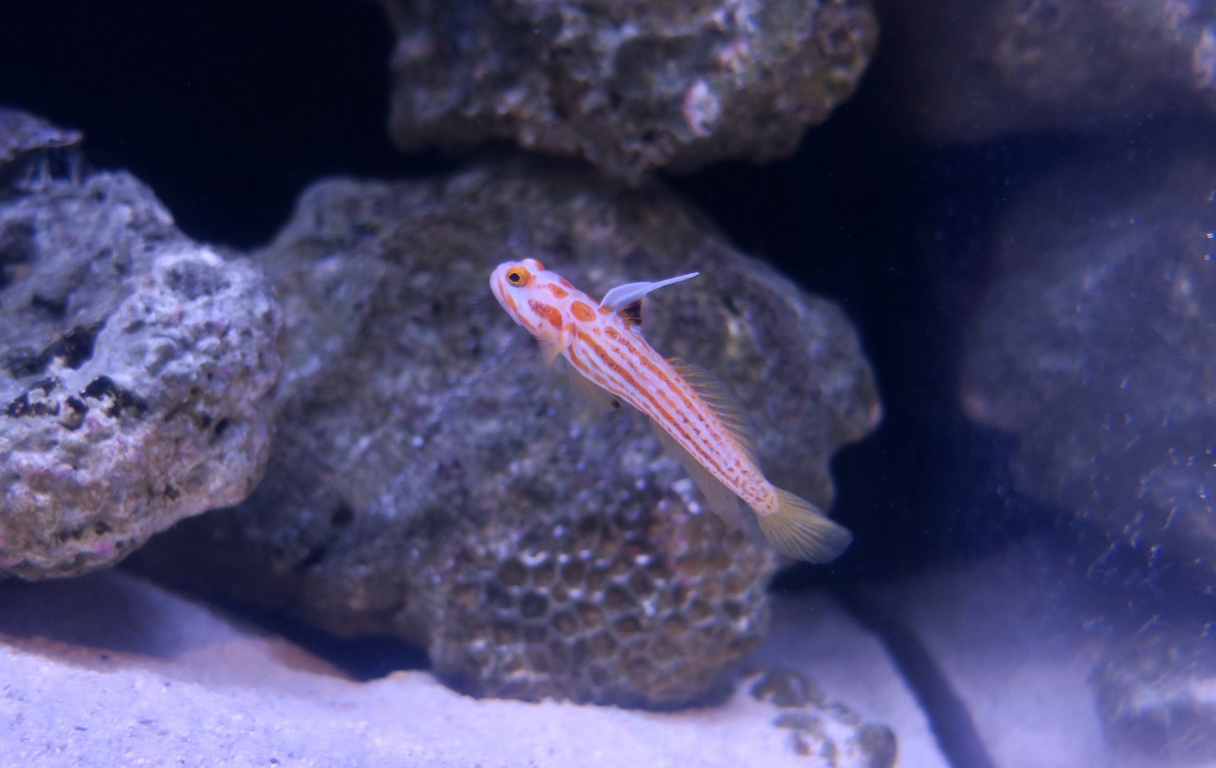 Orange-Striped Shrimpgoby (Stonogobiops yasha)