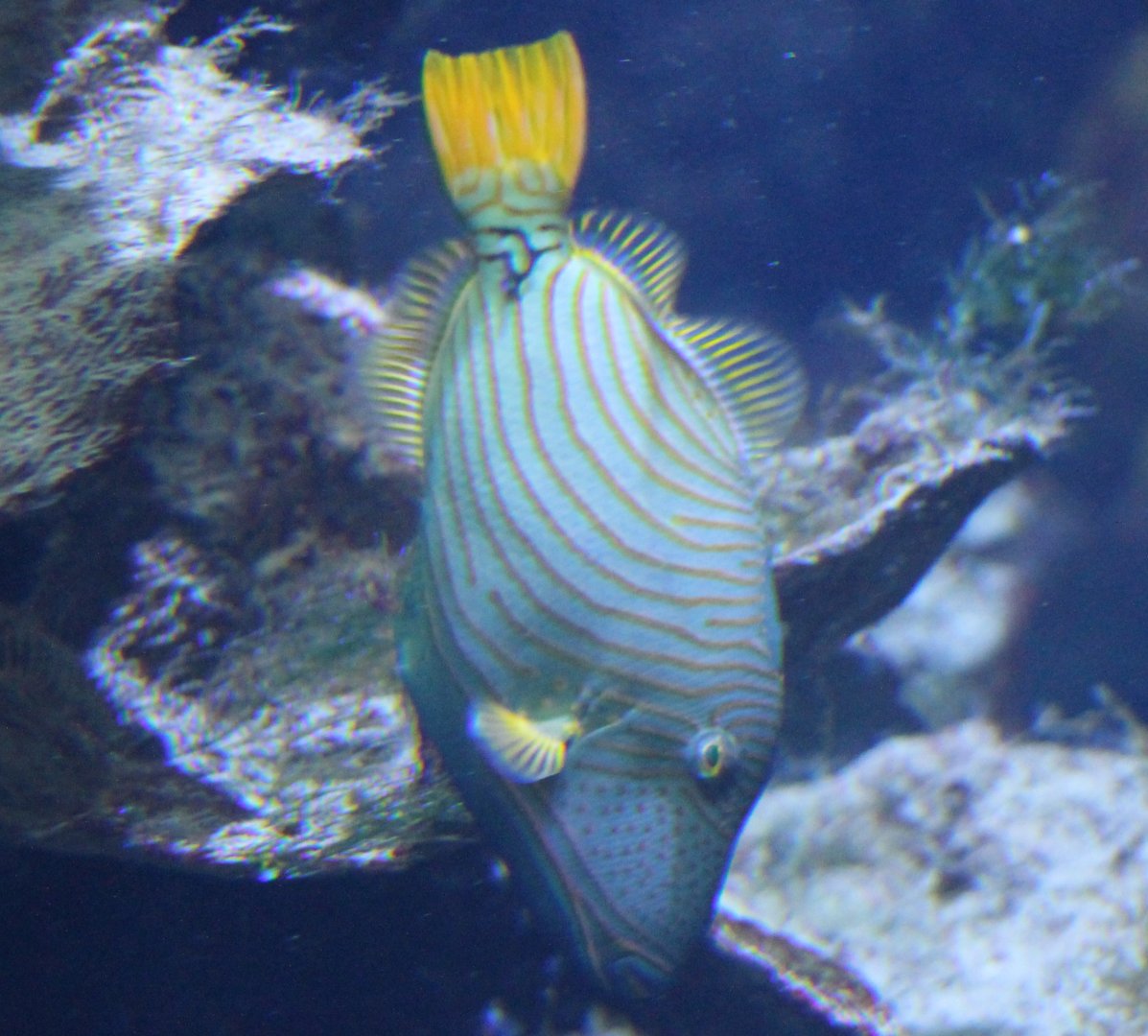 Orange-striped triggerfish - Balistapus undulatus