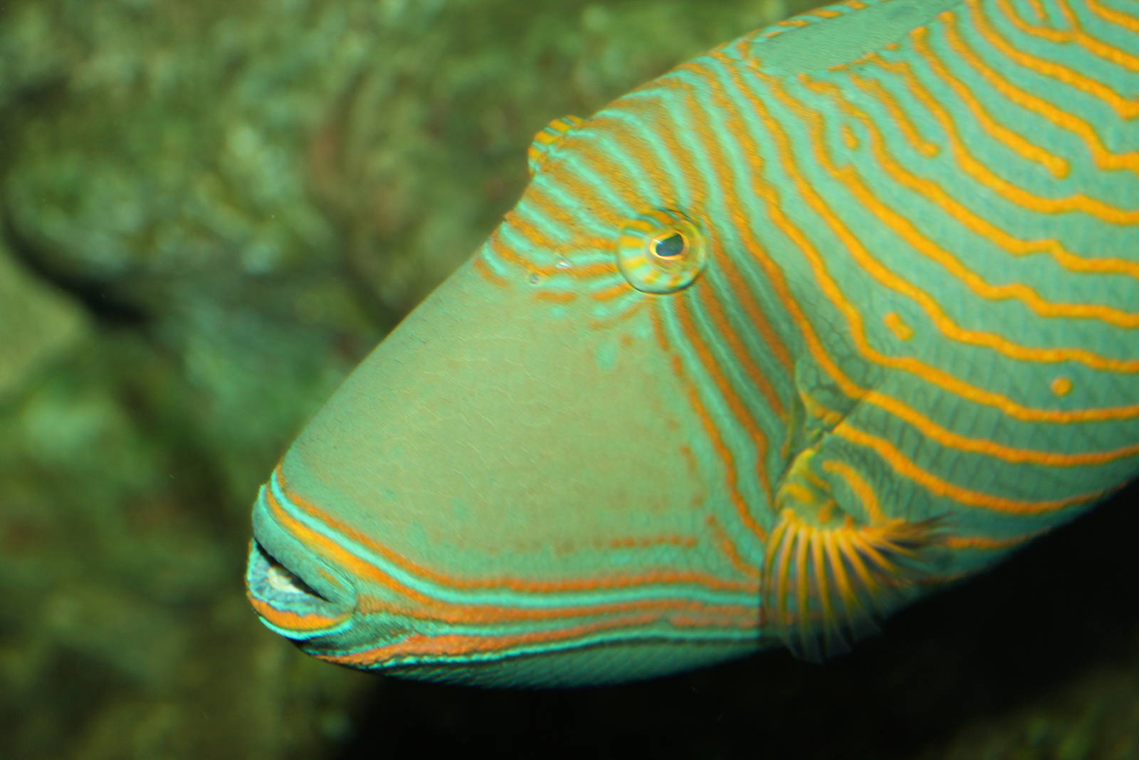 Orange-striped Triggerfish