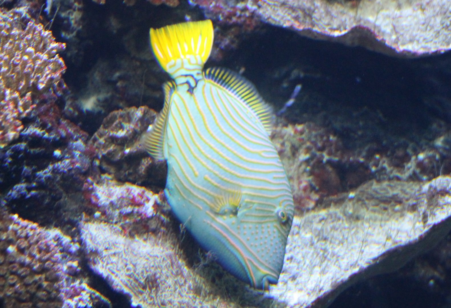 Orange-striped triggerfish