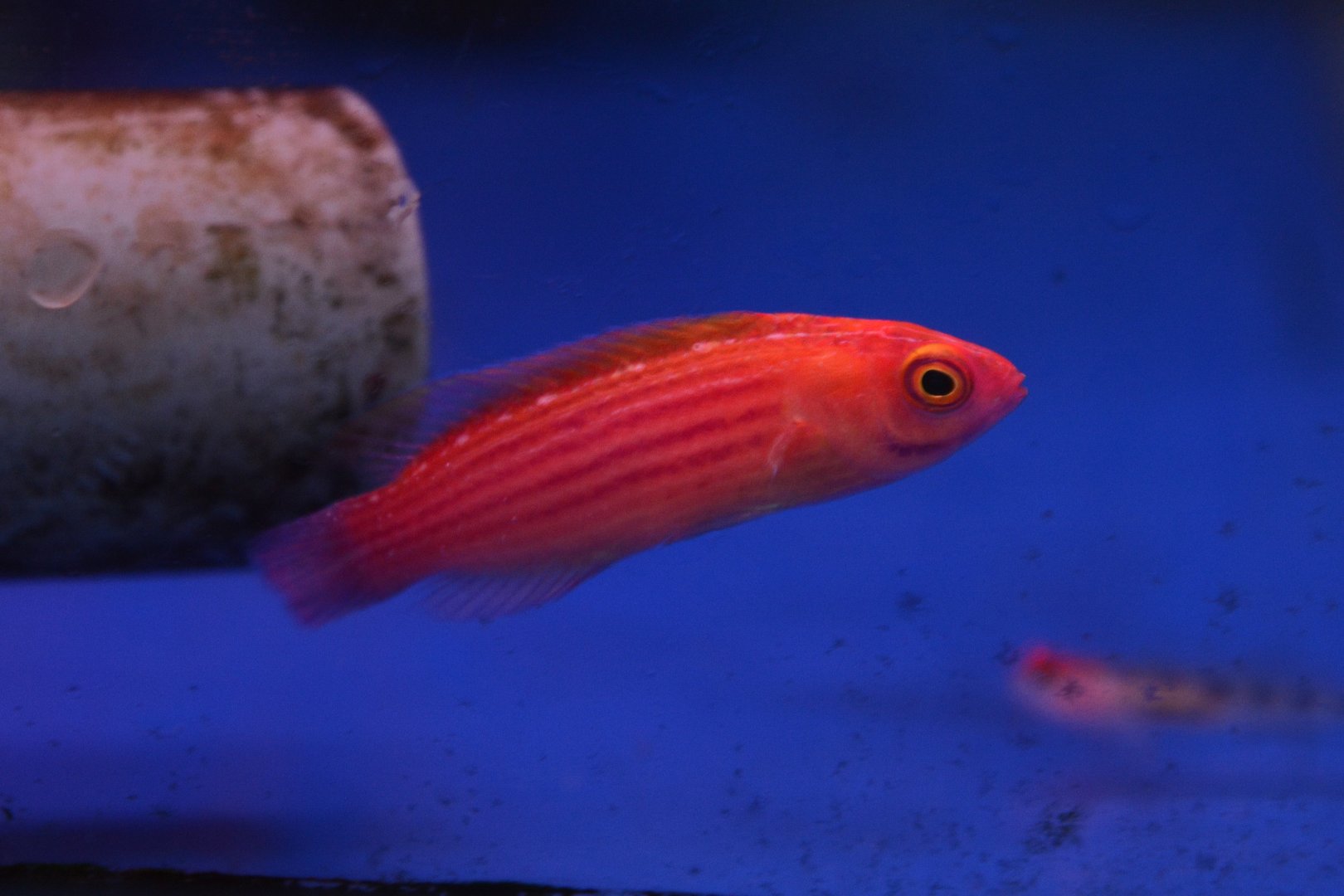 Orange-striped wrasse (Cirrhilabrus earlei)