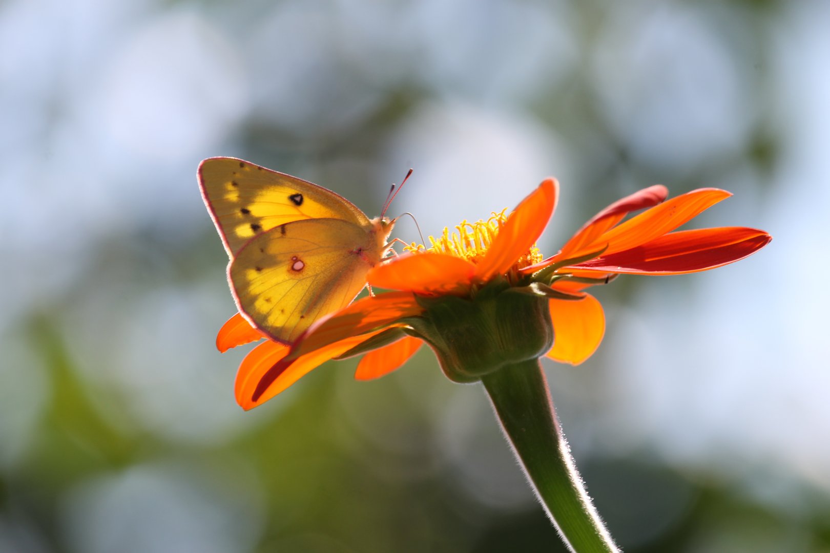 Orange sulfur on a Mexican Sunflower