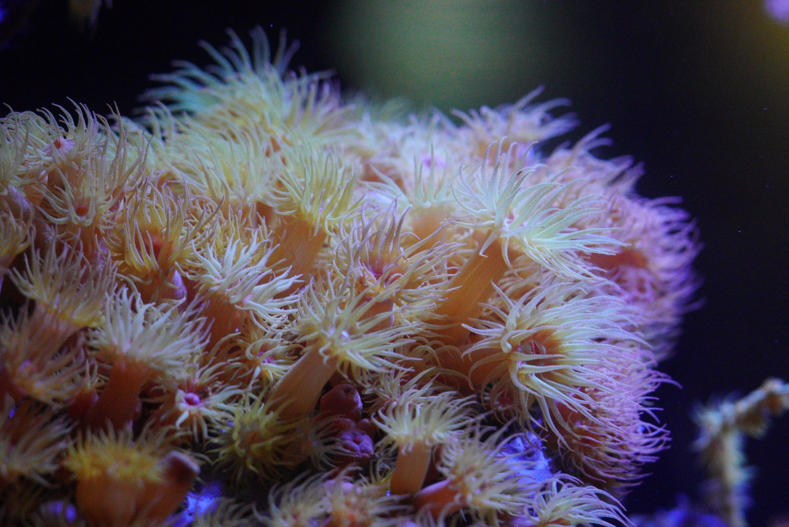 Orange Sun Coral (Tubastrea)