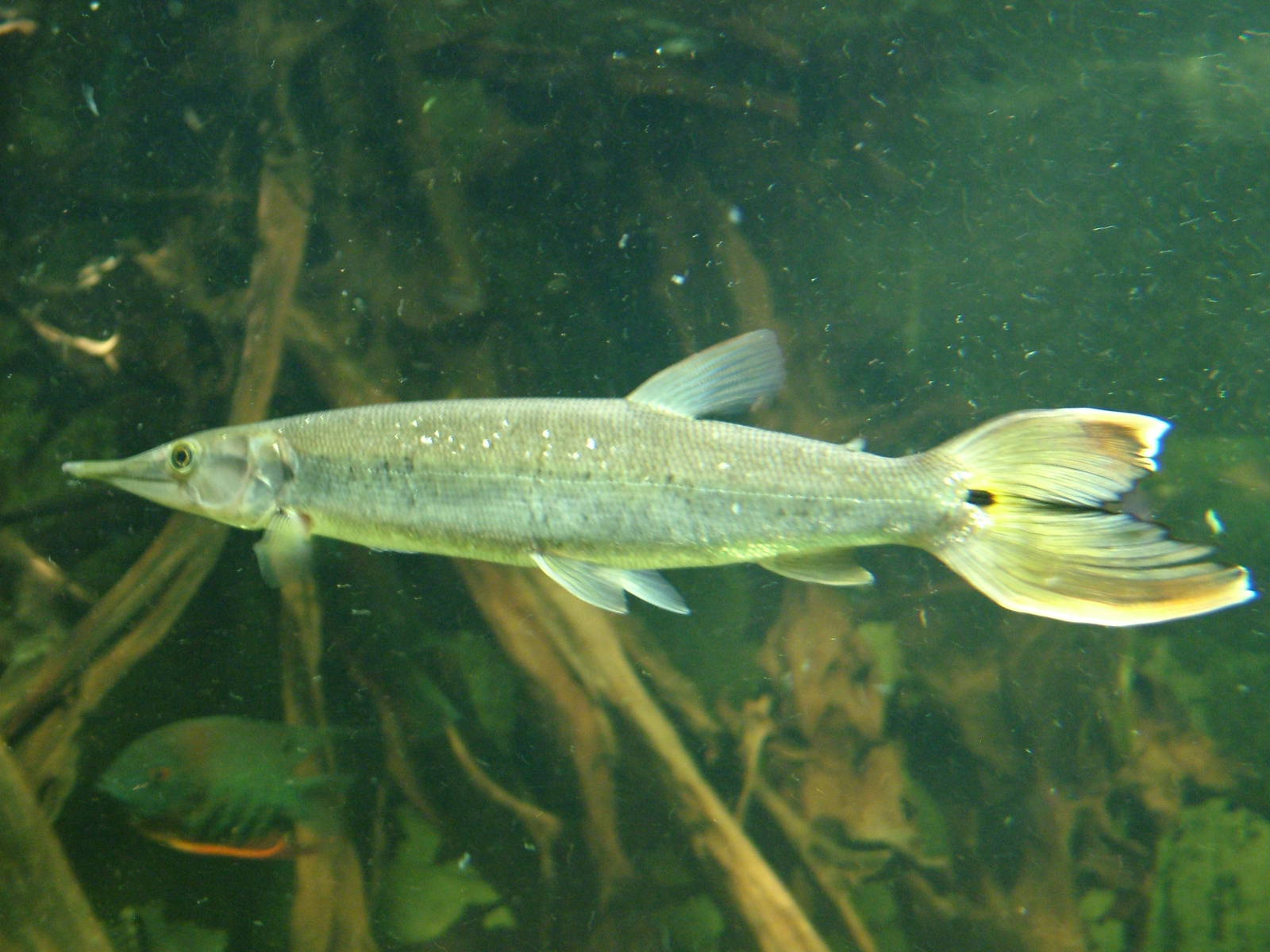 Orange-tailed Pike Characin at Berlin Zoo Aquarium, 31/08/11