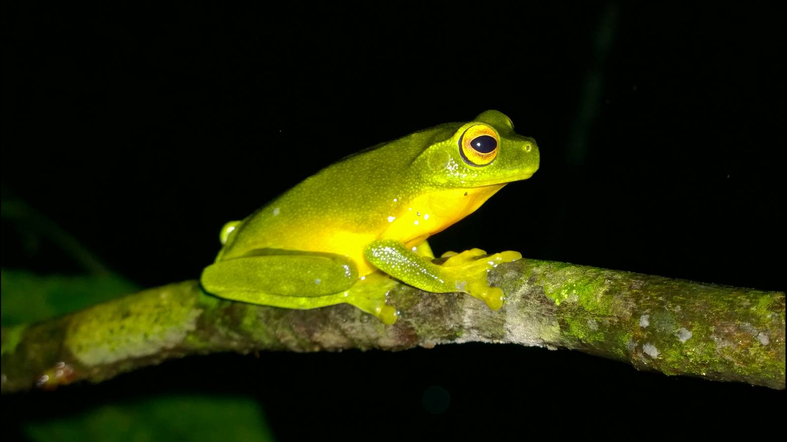 Orange-thighed frog