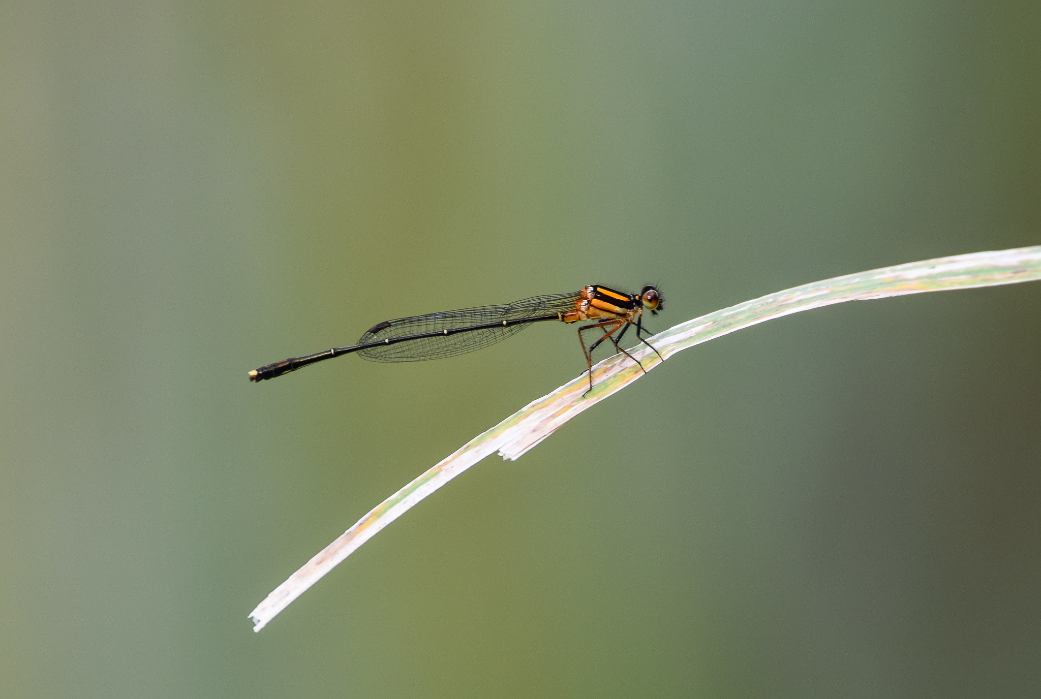 Orange Threadtail